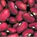 Small Red Beans