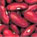 Dark Red Kidney Beans